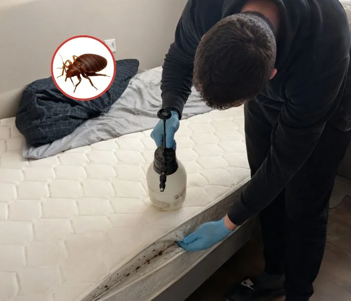 Technicien traitant un matelas contre les punaises de lit à Voulangis